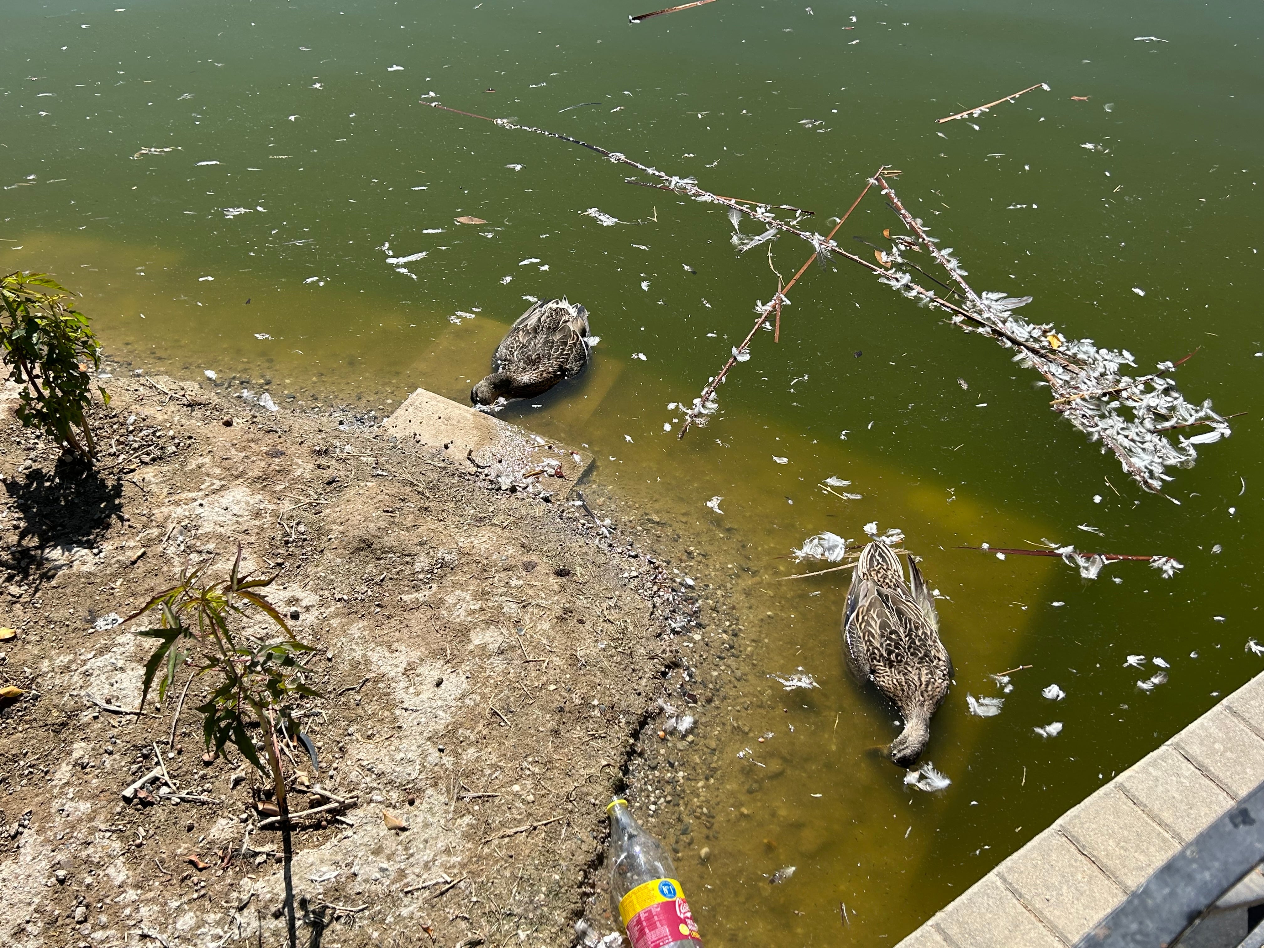 Algunos de los animales muertos en el lago del Parque de Huelin de Málaga capital este fin de semana