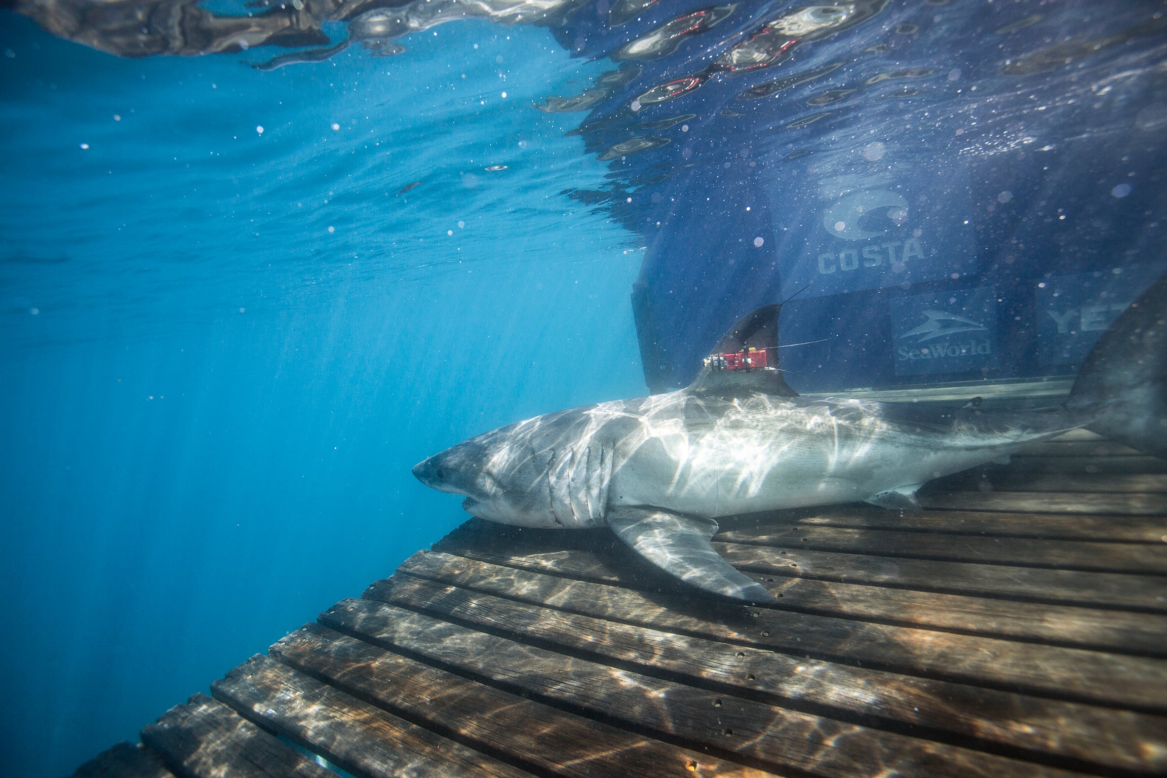 Investigadores españoles y estadounidenses estudian la presencia de tiburones blancos en aguas del norte de España