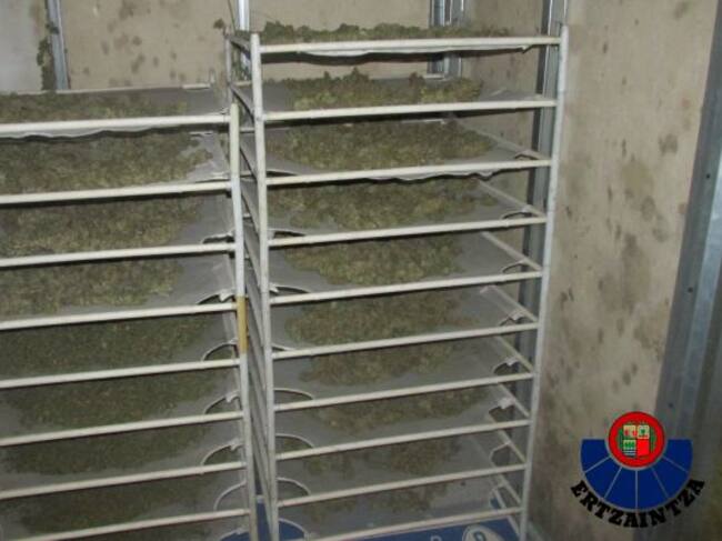 Algunos de los cogollos encontrados en el pabellón