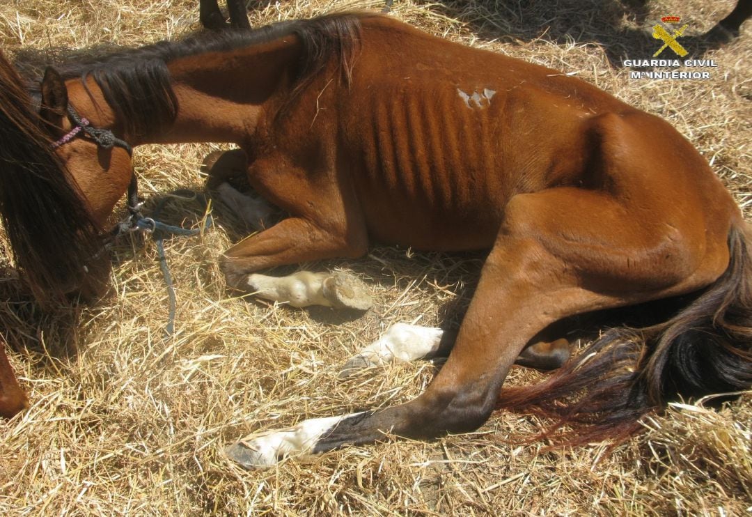 Animal abandonado en la finca de San Roque 