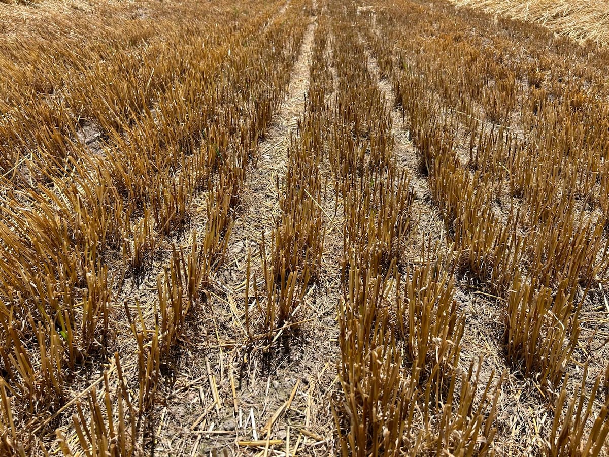 'Rastrojo', palabra de Delibes