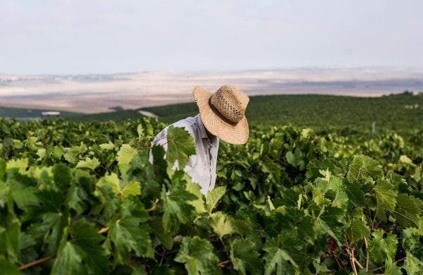 Un trabajador en una viña del Marco de Jerez