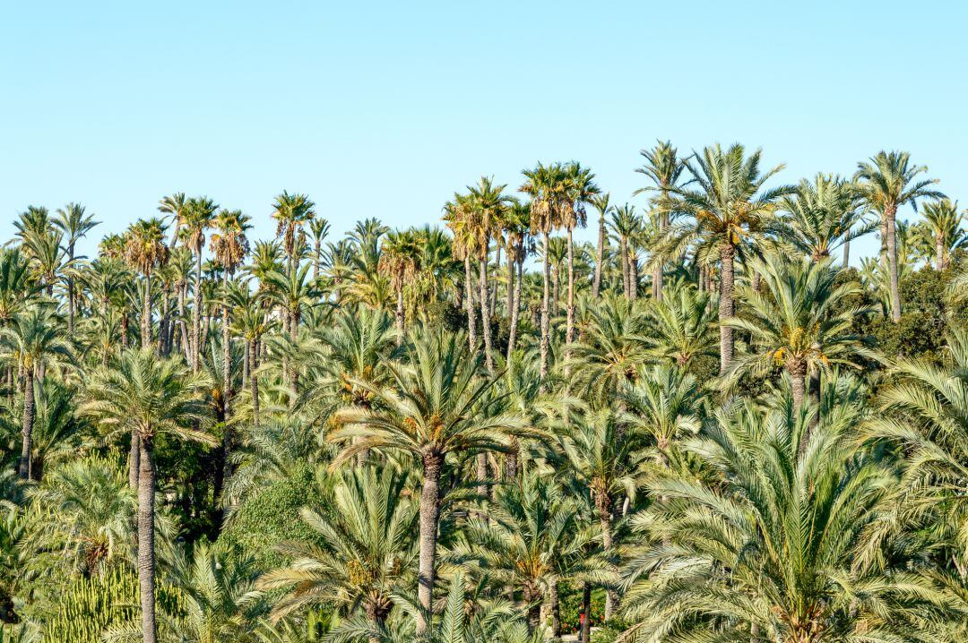 Imagen de archivo del palmeral de Elche