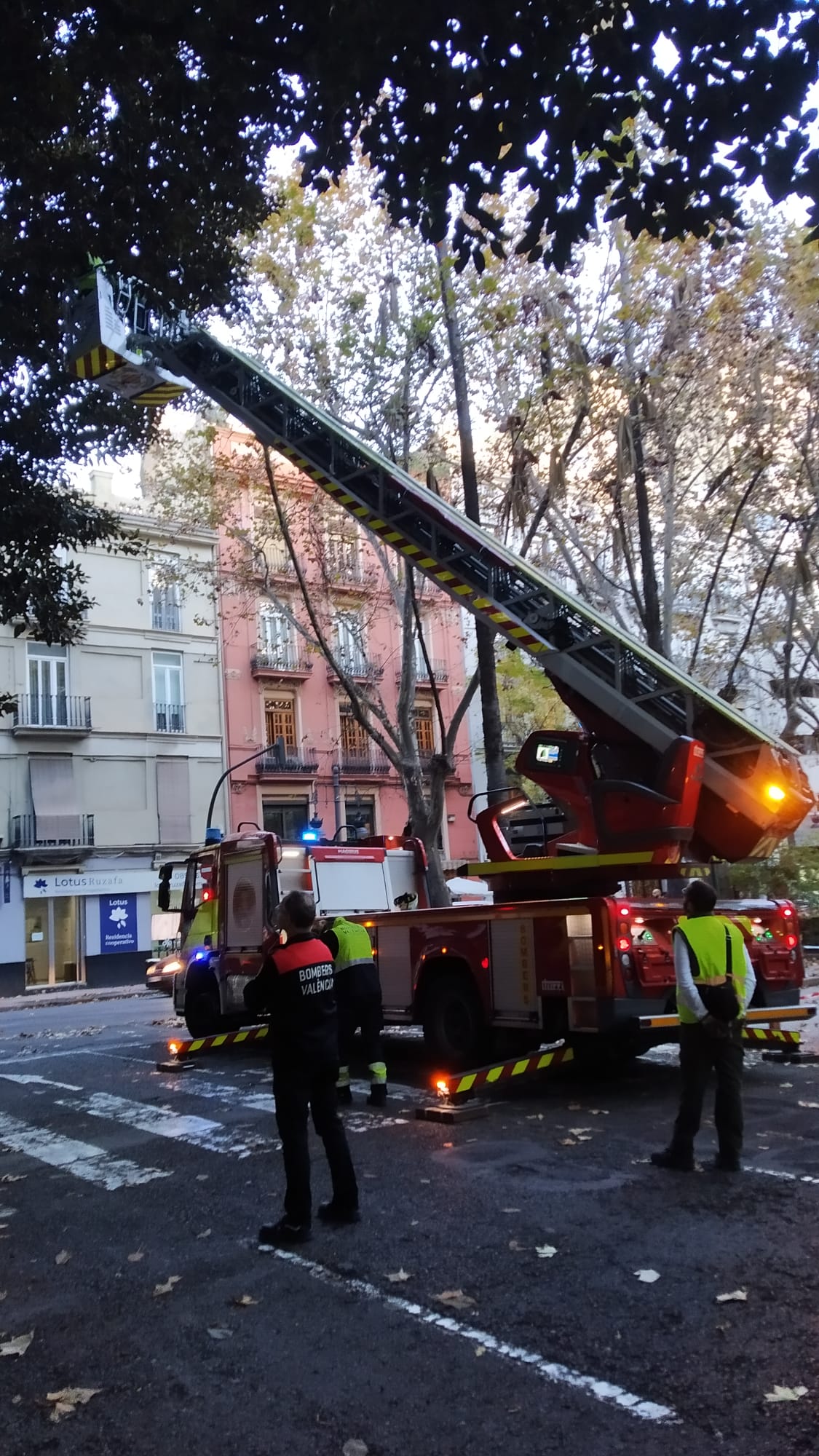 Poda de los ficus monumentales de la gran vía Marqués del Túria