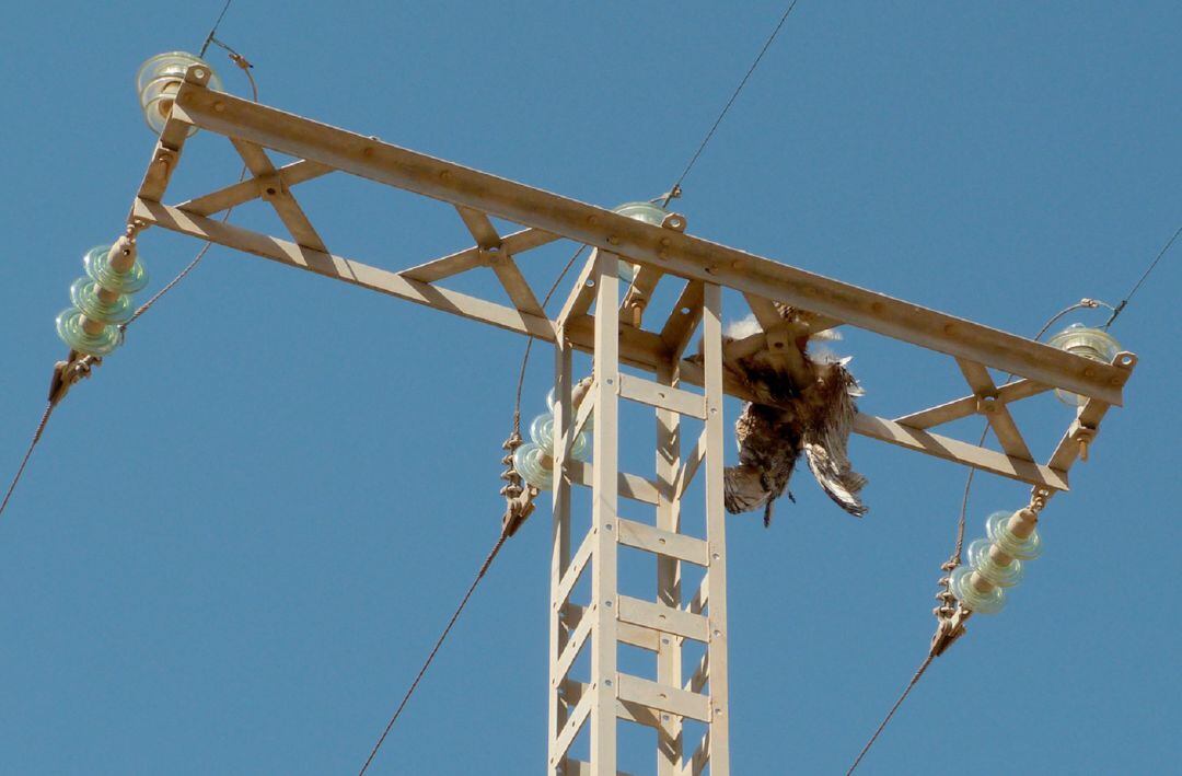 ANSE denuncia ante la Fiscalía la electrocución de casi un millar de aves en la Región de Murcia en 8 años 