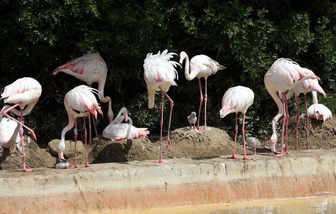 Flamencos en el Zoobotánico de Jerez