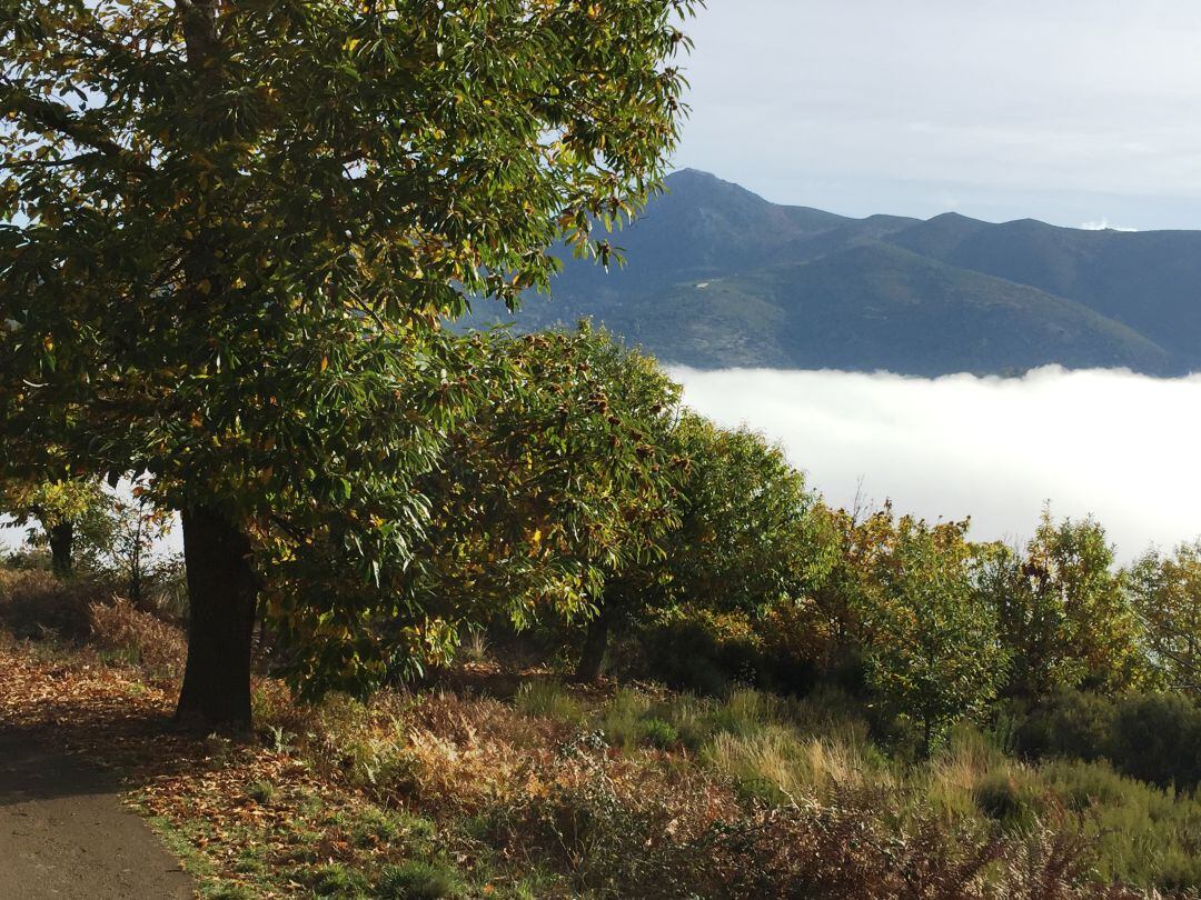 Castaños de El Bierzo.