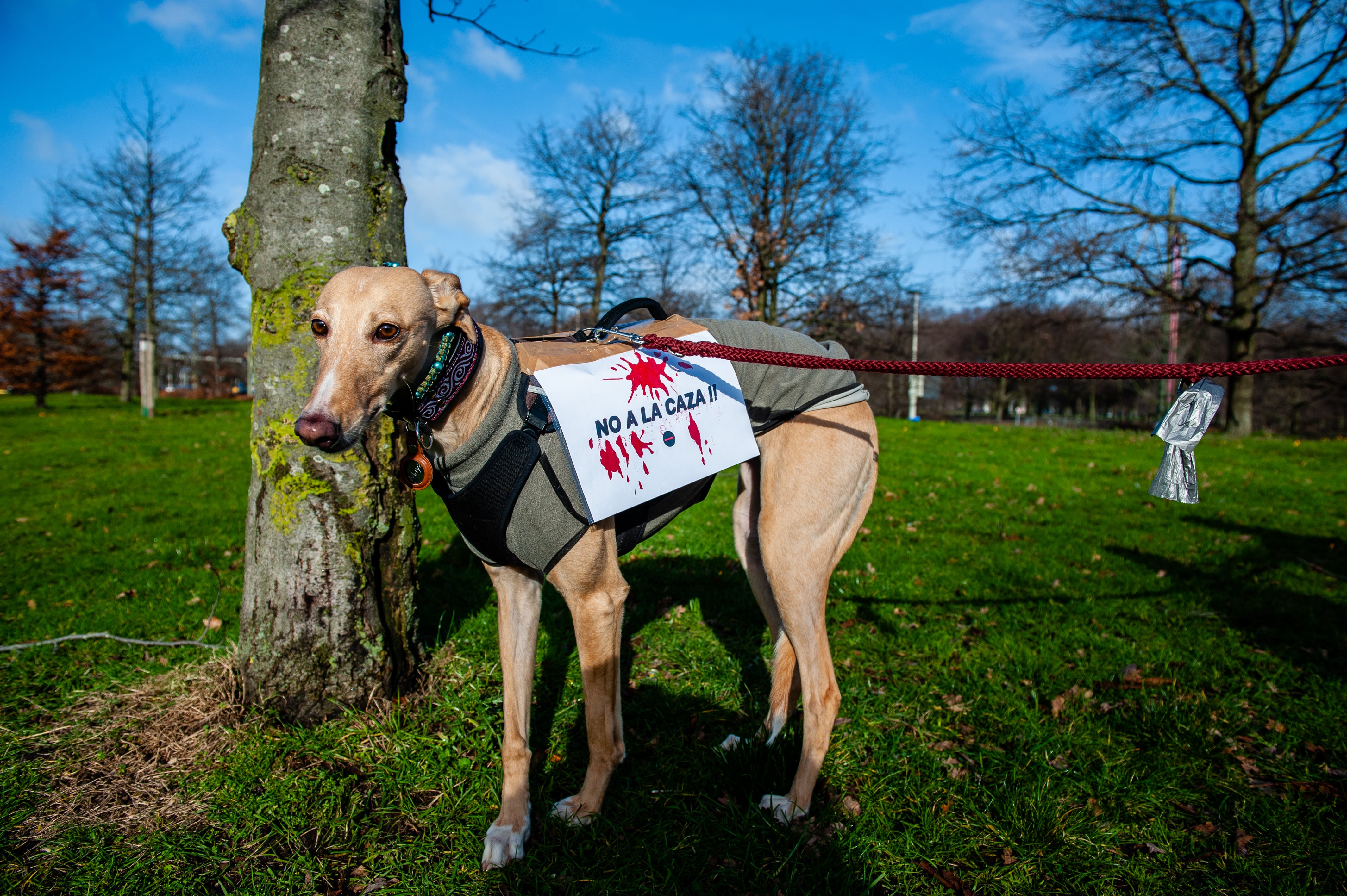 Imagen de un perro en una manifestación para exigir la aprobación de una ley estatal de protección animal