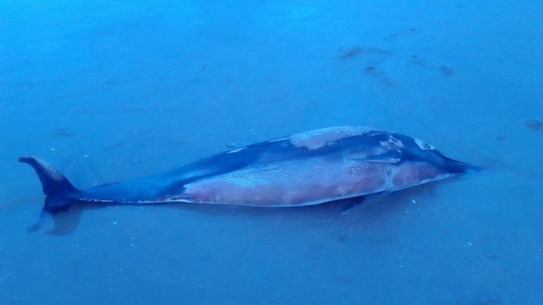 Imagen del delfín hallado muerto en Los Enebrales anoche.