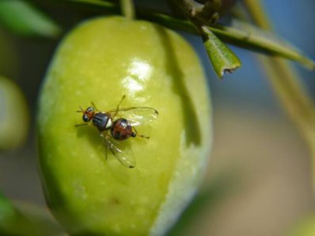 Una mosca sobre una aceituna