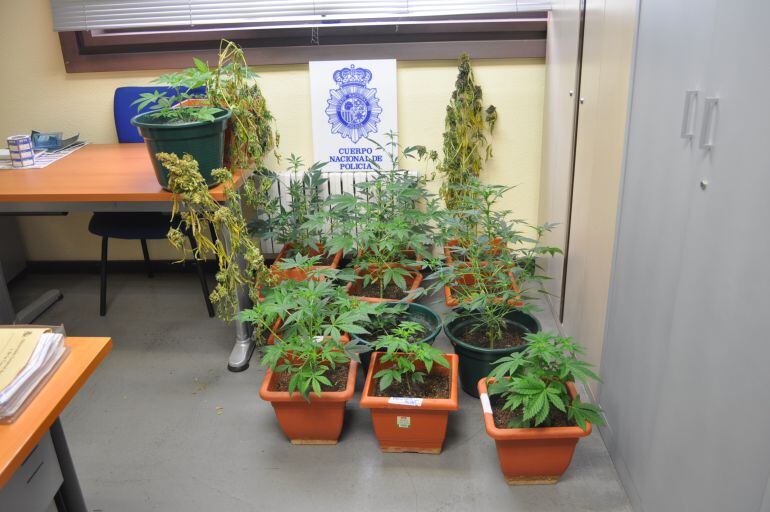 Plantas de marihuana incautadas por la Policía