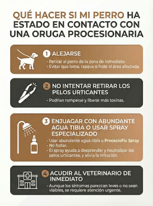 Qué hacer si mi perro ha estado en contacto con una oruga procesionaria