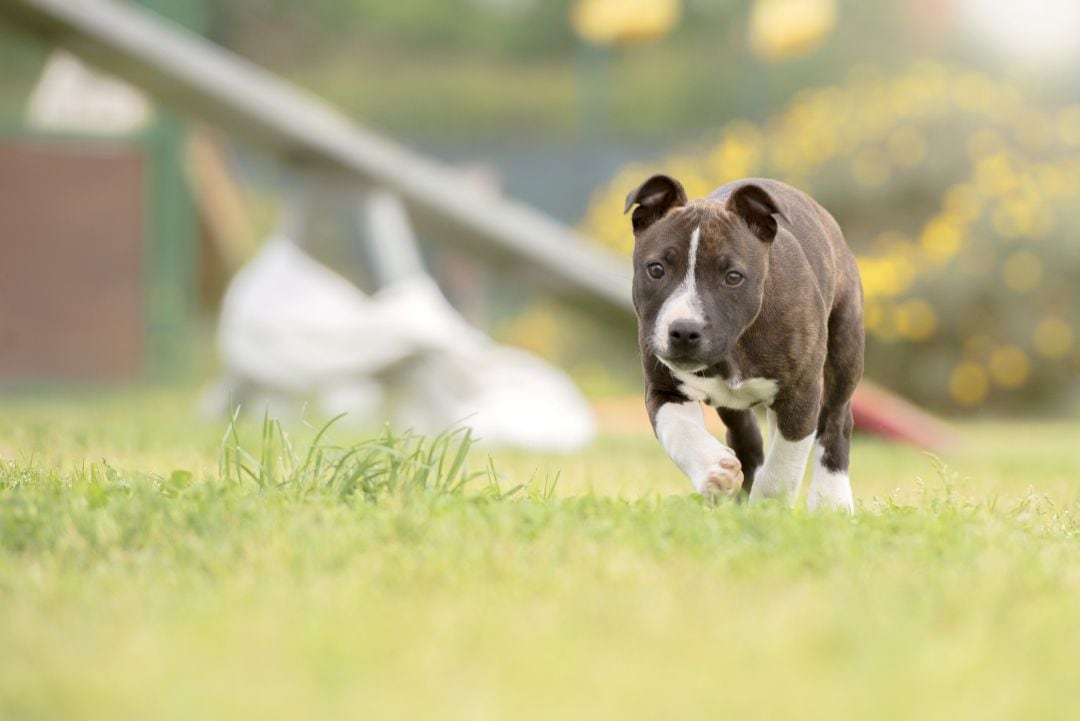 Un perro de la raza pitbull en una foto de archivo