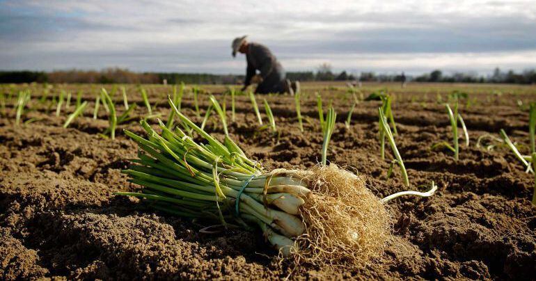 La agricultura genera más de 10.000 jornales al año en la provincia