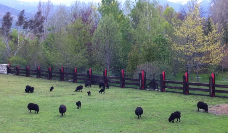 Este paquete de ayudas europeas serán para forestación de tierras, programas agroambientales e indemnizaciones por dificultades naturales