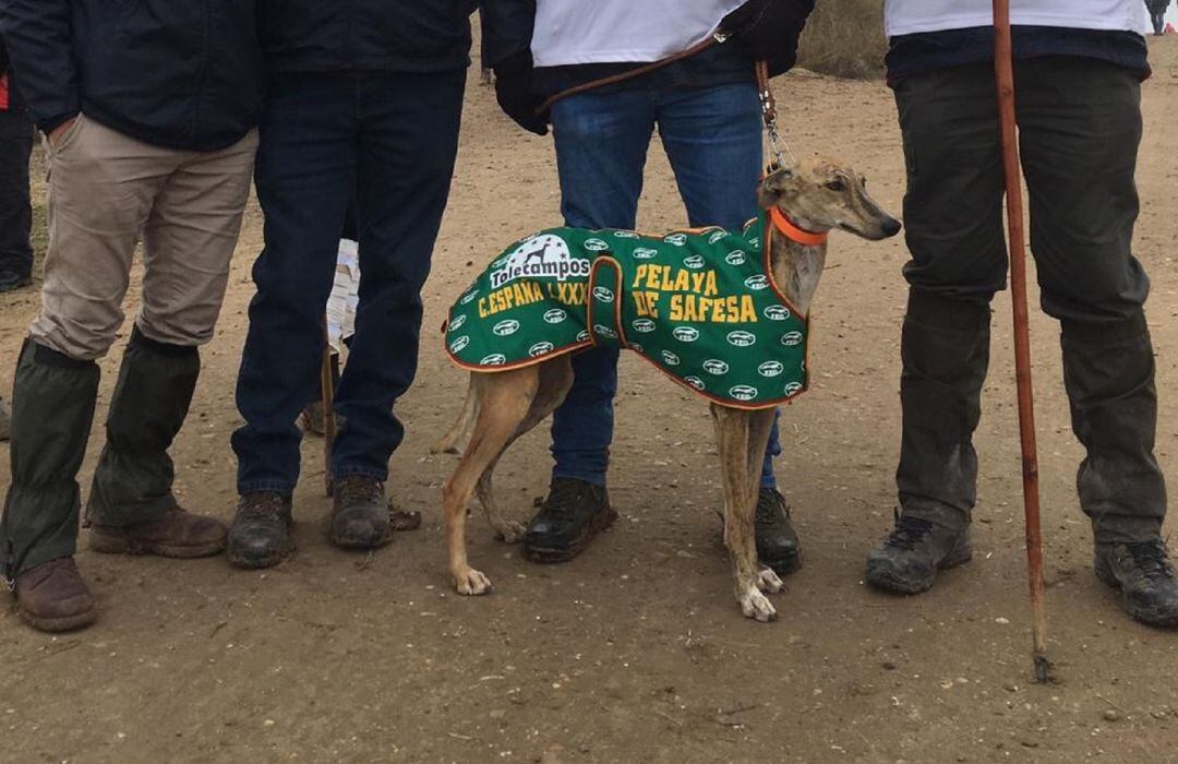 Pelaya de Safesa se medirá en las semifinales del Campeonato de España de Galgos en Campo