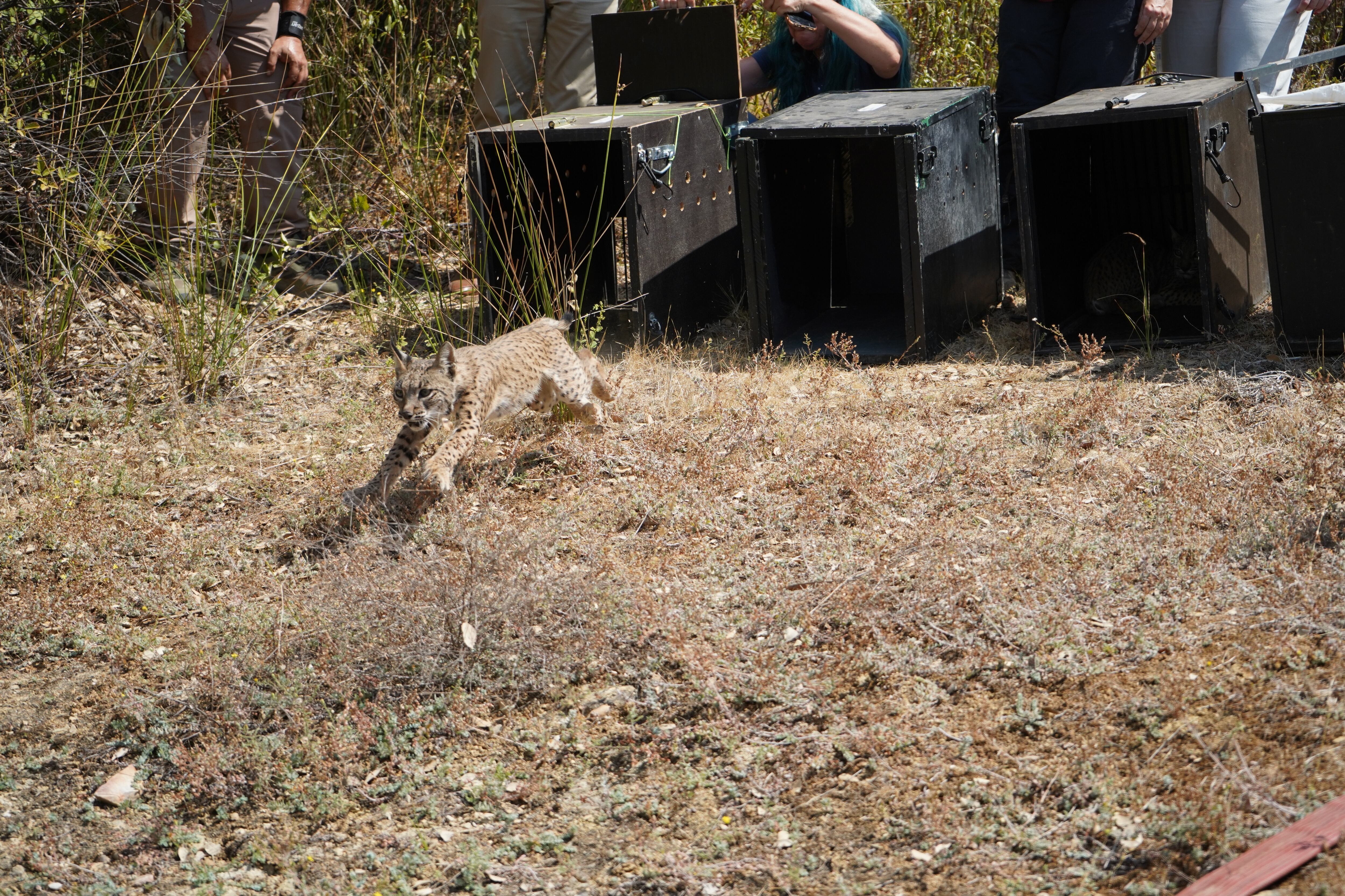 Uno de los cachorros liberados en el Parque Nacional de Monfragüe