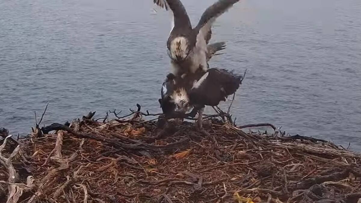 Ya puedes ver las imágenes de las cámaras ocultas para controlar la reproducción del águila pescadora en Baleares