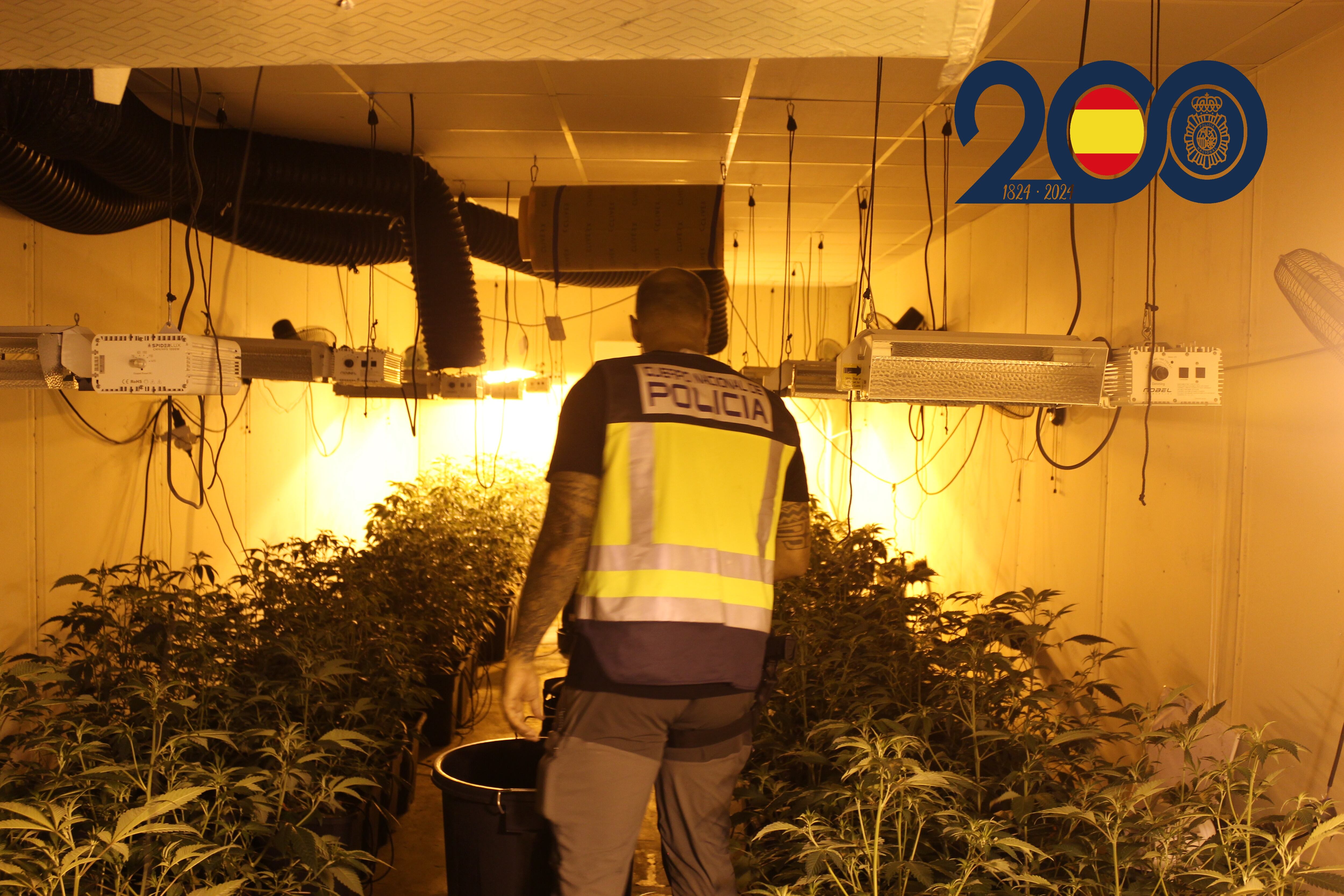 Las plantaciones de marihuana fueron localizadas en Alcantarilla, La Alberca y El Palmar