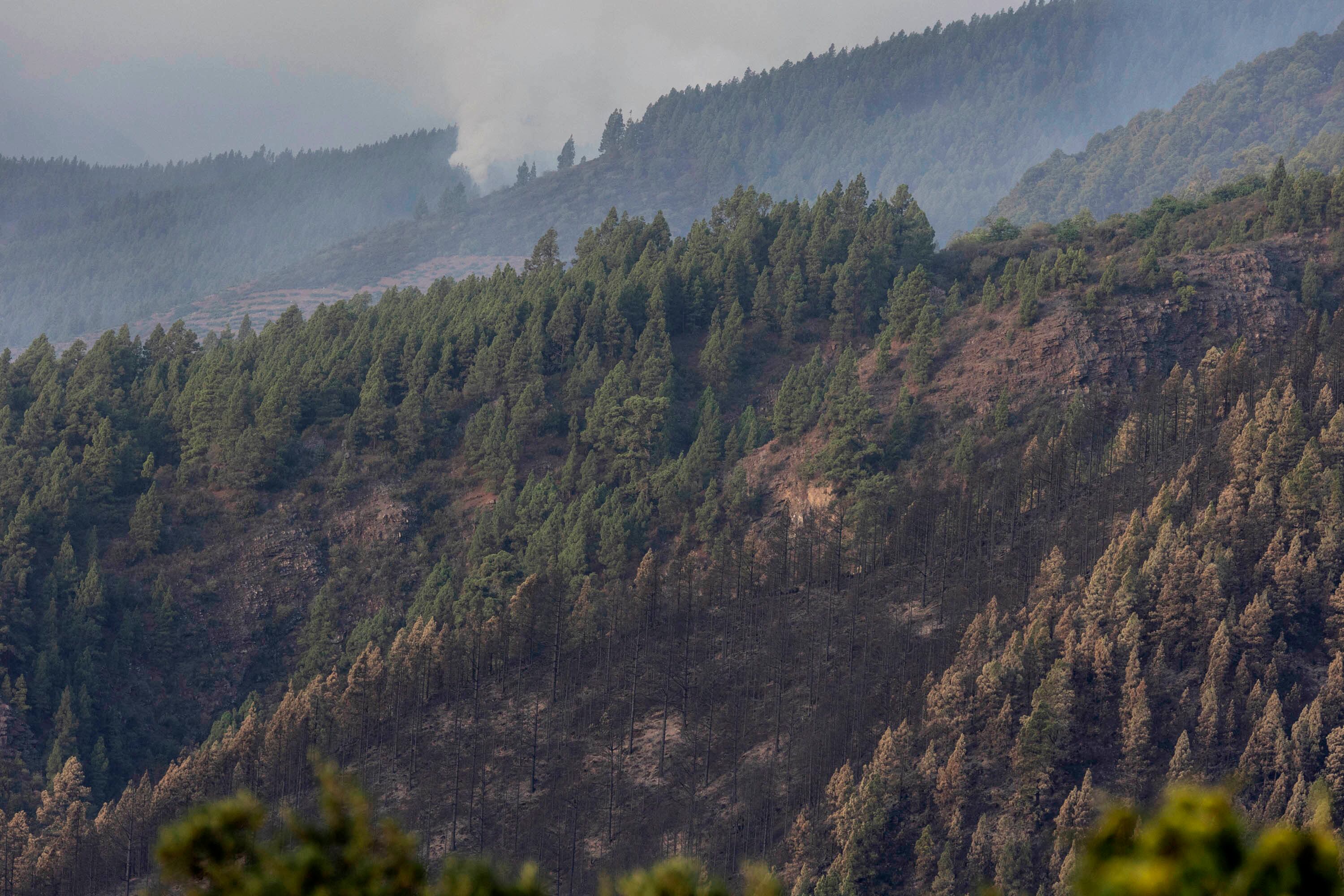 ARAFO (TENERIFE), 22/08/2023.- El dispositivo de extinción del incendio forestal declarado hace una semana en Tenerife ha podido realizar durante la noche los trabajos previstos para contener el fuego aunque ha habido reactivaciones que se han podido controlar. En la imagen, zonas afectadas en el municipio de Arafo. EFE/ Miguel Barreto
