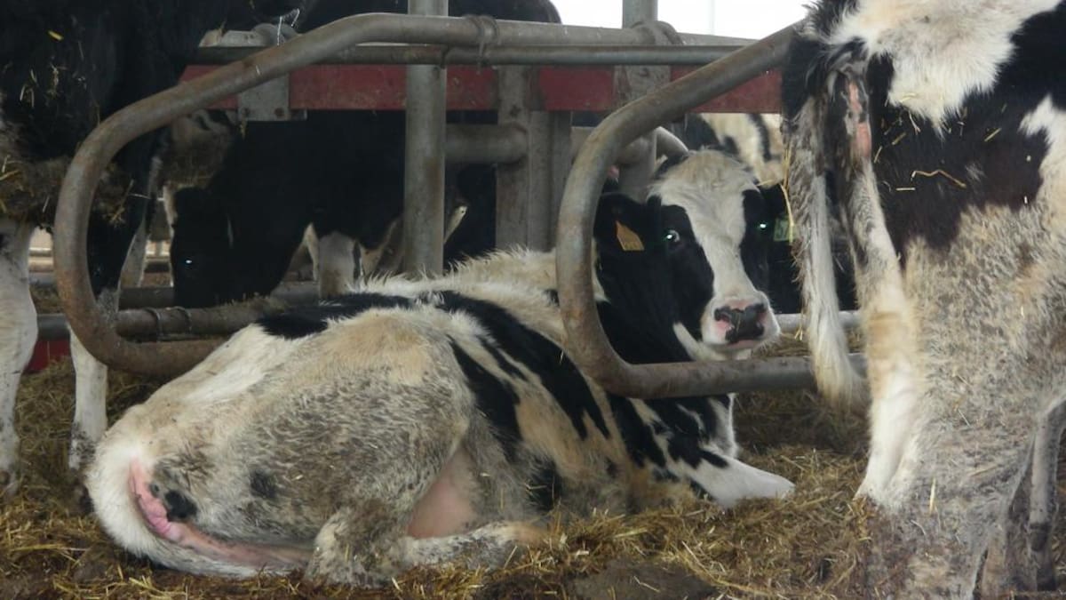 “Hay ganaderos que lo han perdido todo”: el drama humano detrás de la dermatosis nodular