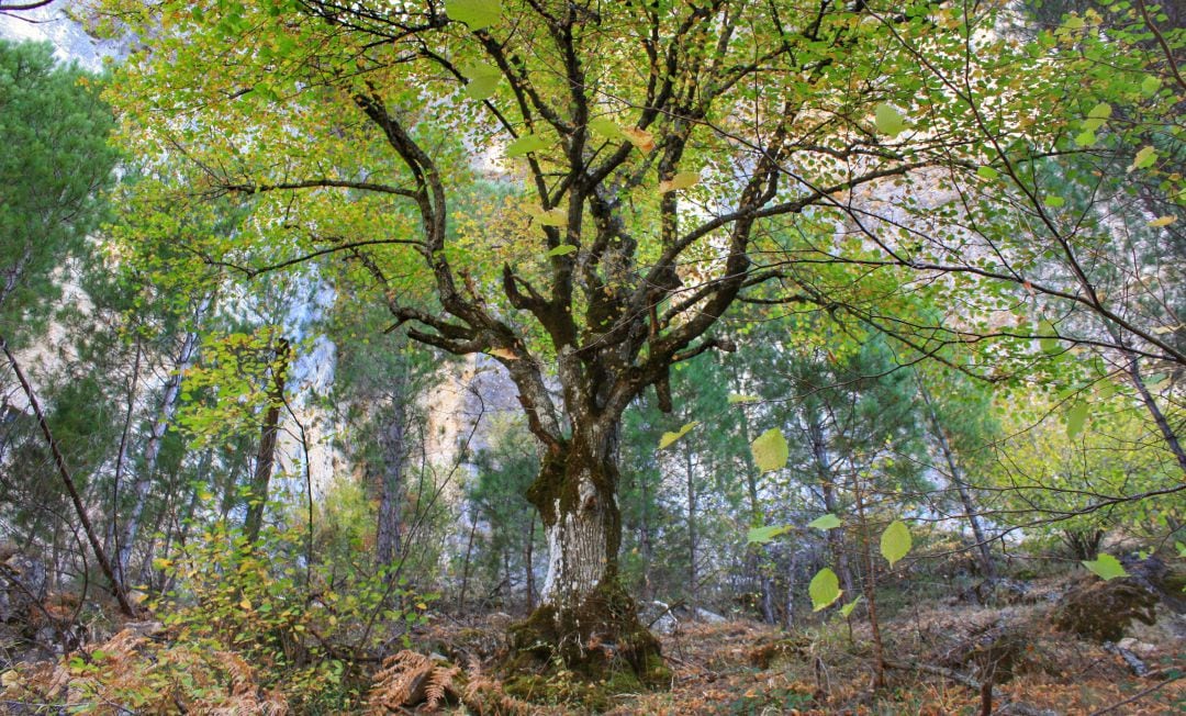 Los tilos son típicos de la vegetación de la hoz de Beteta.