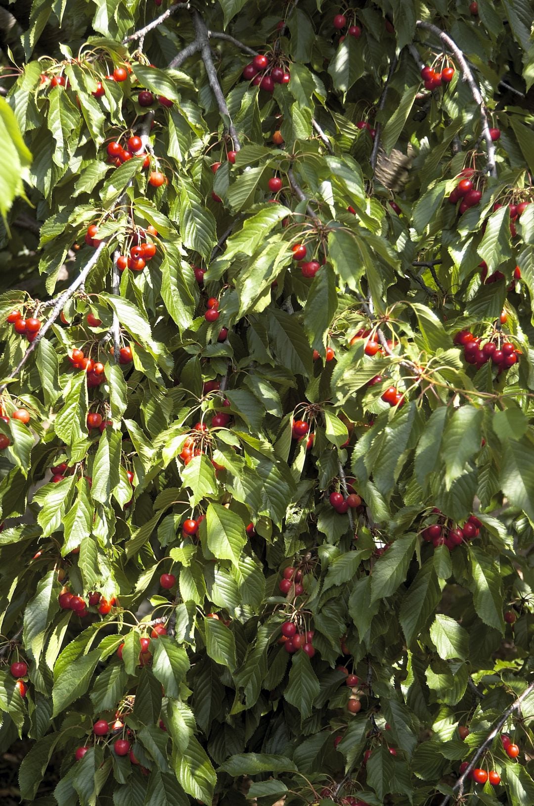 Cerezas del Valle del Jerte