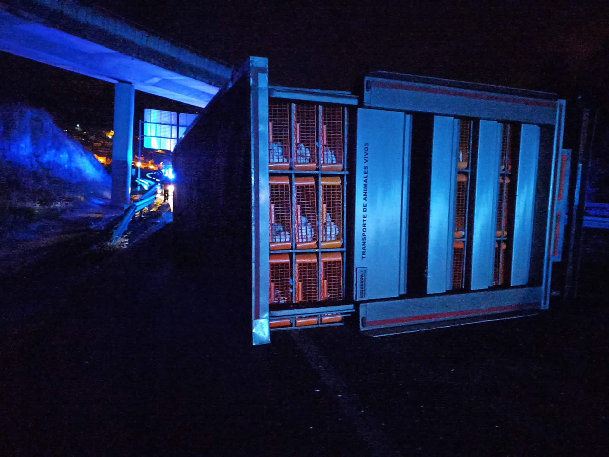 El camión, que transportaba pollos vivos, volcó sobre las 4:00 de la mañana