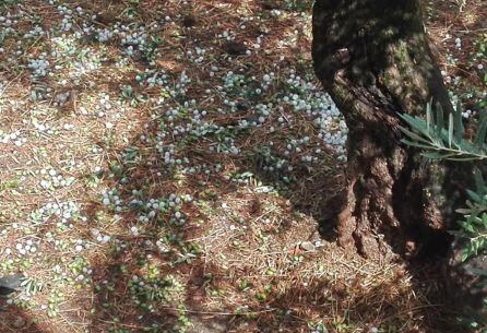 Aceitunas en el suelo después de la tormenta que se produjo en Alcaudete.