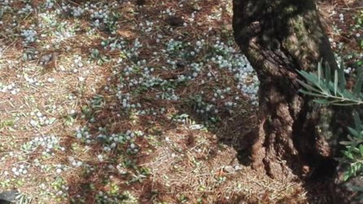 El PSOE vuelve a pedir a la Junta un plan especial de empleo por la sequía, similar al puesto en marcha por la Diputación Provincial de Jaén