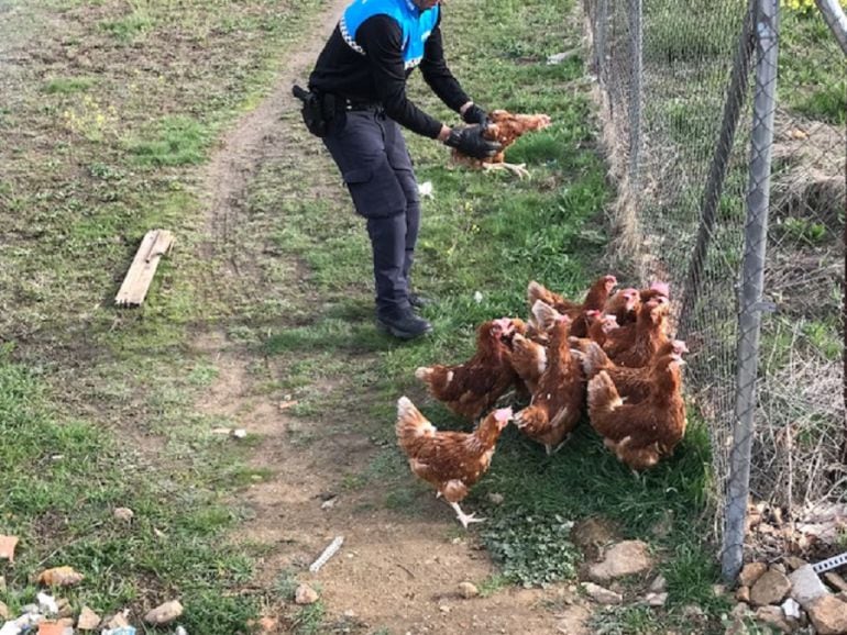 Algunas de las gallinas rescatadas