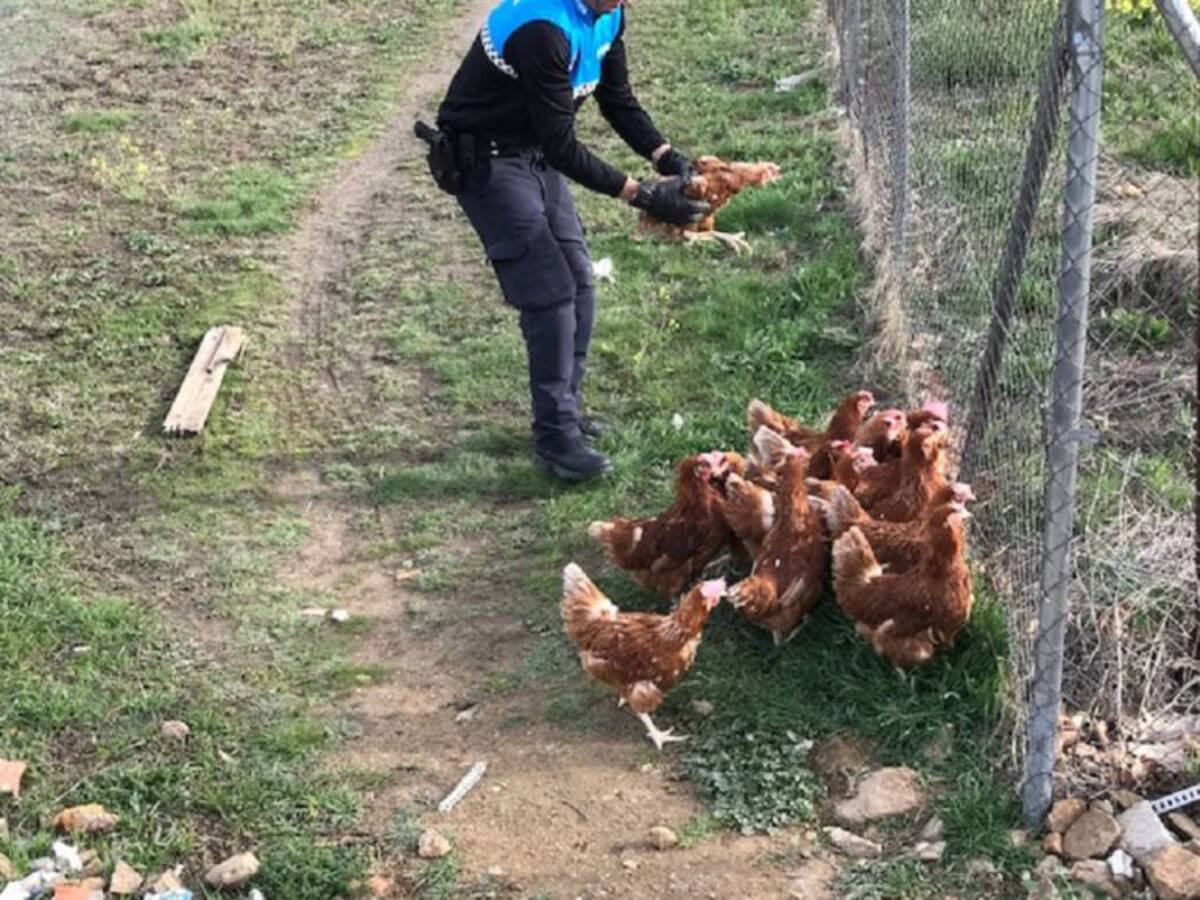 'Huellas' rescata a 30 gallinas en Ávila