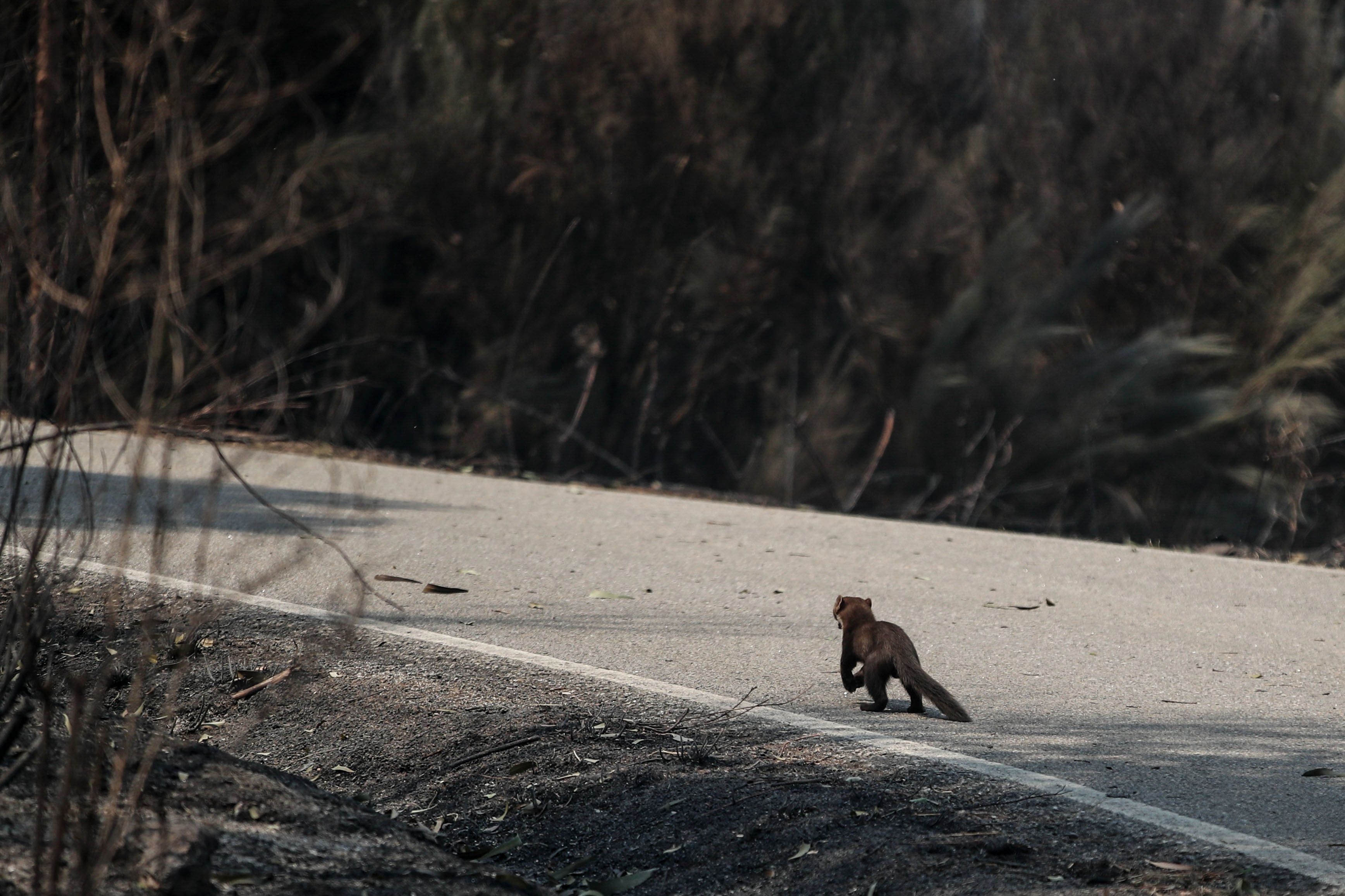 Una ardilla, entre el paisaje calcinado.