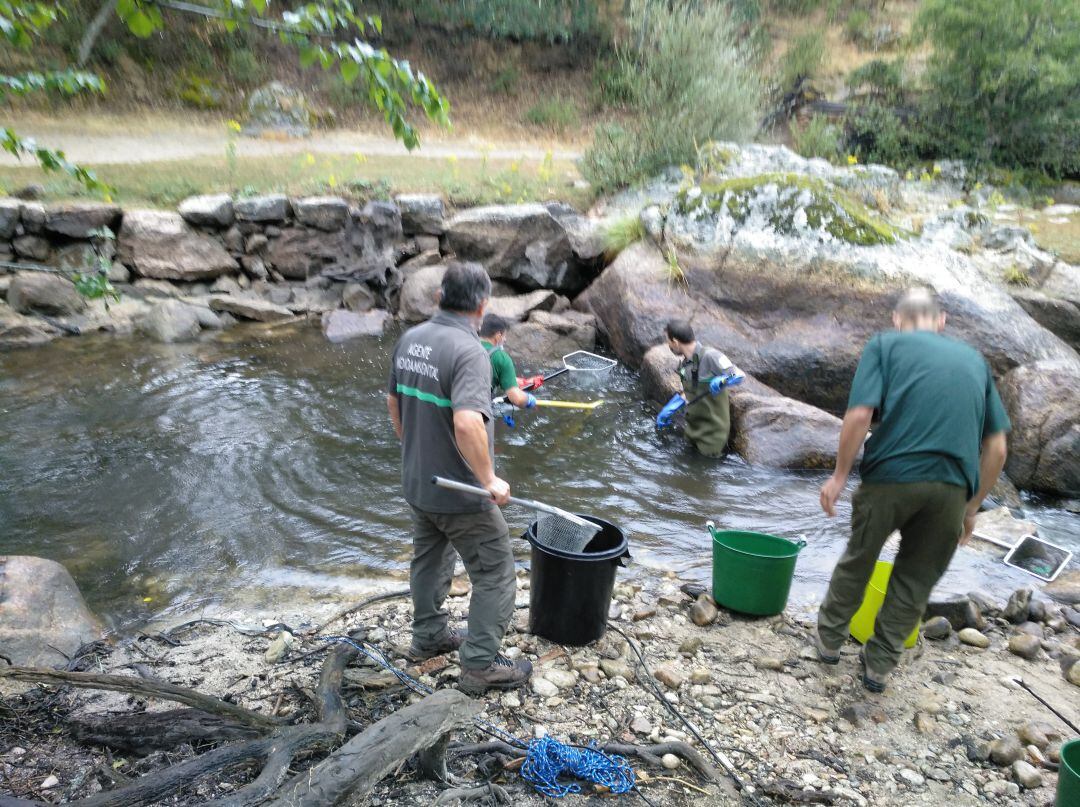 La acumulación de algas obliga a trasladar las truchas del Pontón Alto a otros puntos del río