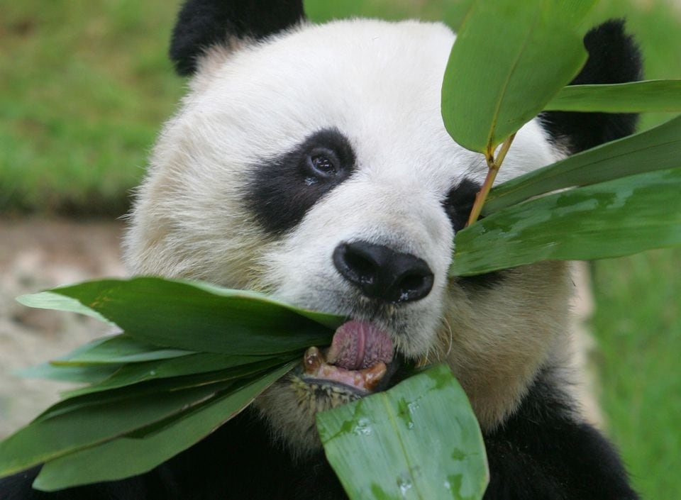 An An, el panda gigante macho más longevo del mundo en cautiverio, 2006.