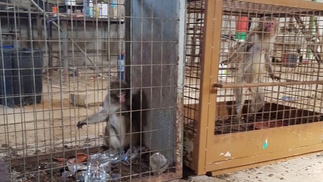 Dos de los cinco macacos rescatados en Guardamar del Segura (Alicante)