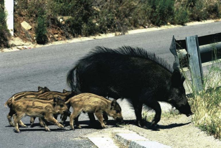 Según la Unió de Llauradors, zonas como la Jana o Traiguera están afectadas por la superpoblación de jabalíes y cabras