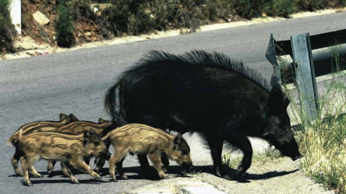Antonio Lucio, director general de biodiversidad, habla sobre la aparición de jabalíes en ámbitos urbanos