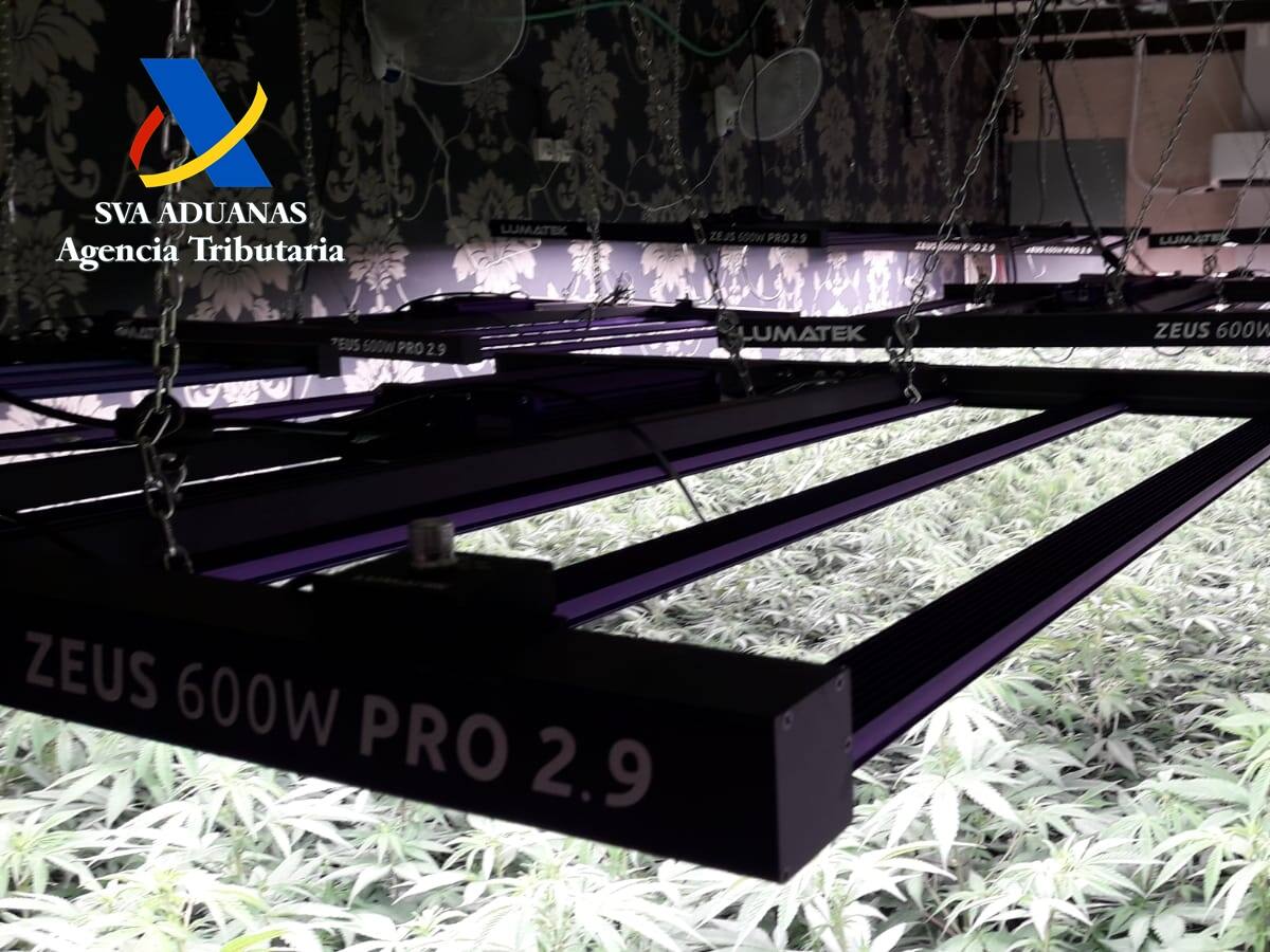 El aumento de las plantaciones de marihuana en la Región de Murcia dispara las incautaciones policiales en 2023