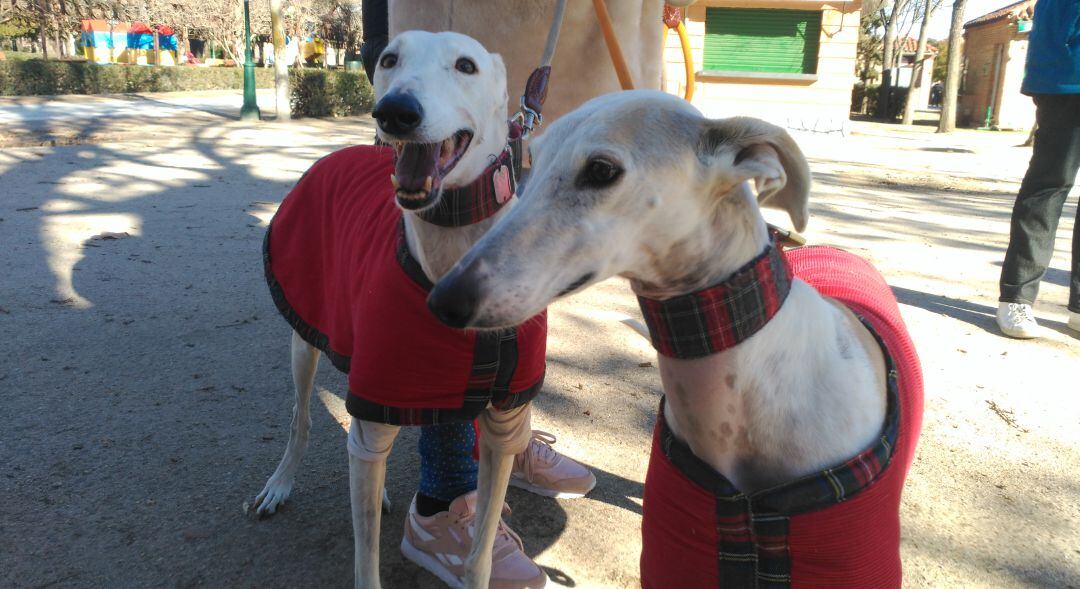 Imagen de dos galgos en la concentración de Toledo