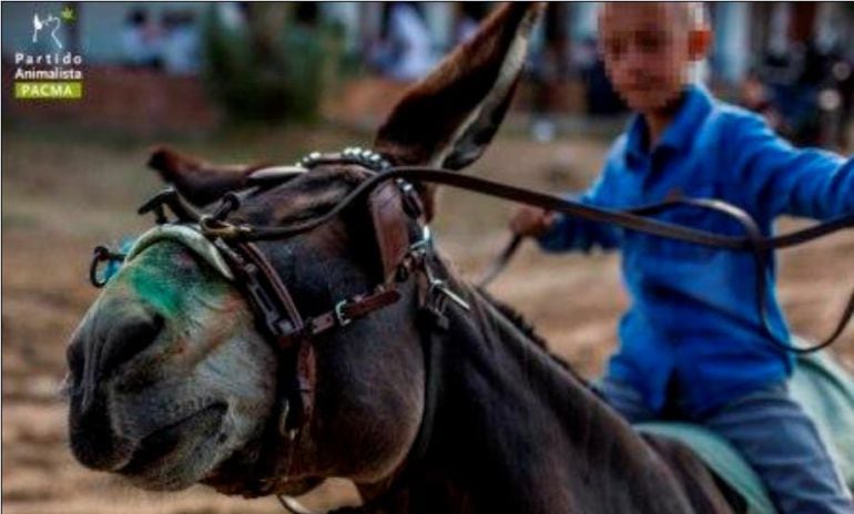 Imagen de un asno cabalgado por un niño durante la romería de El Rocío.