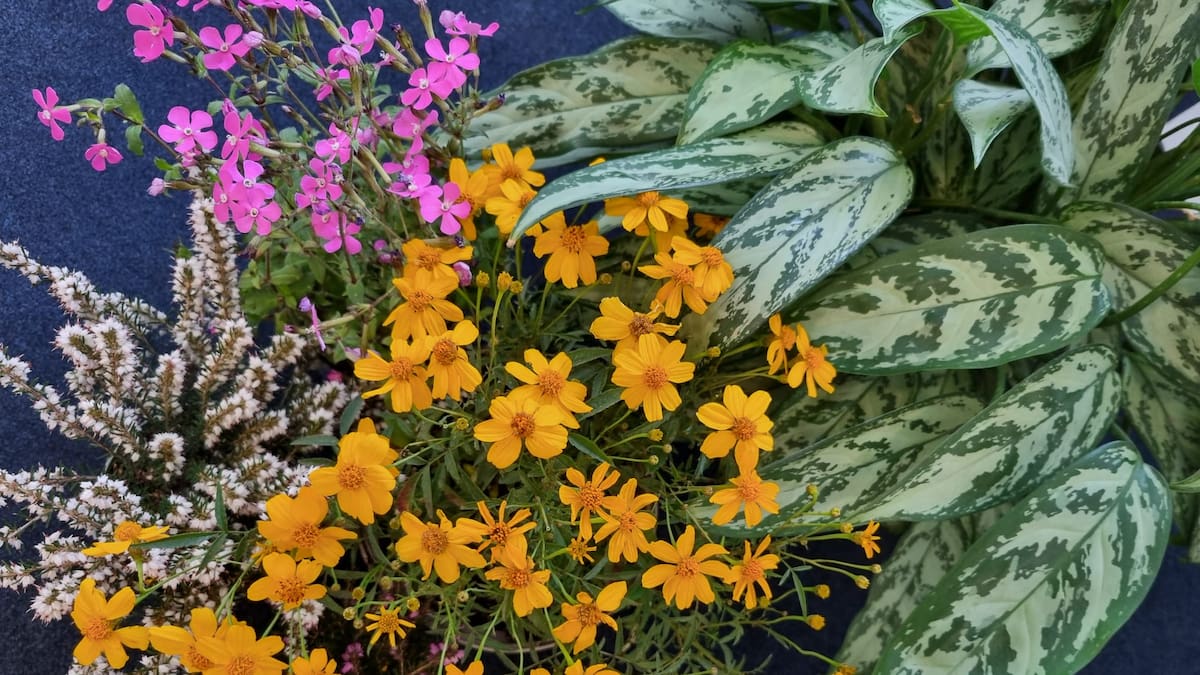 Flores para el invierno