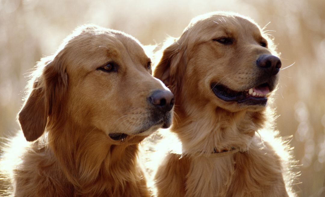 Se busca persona responsable para cuidar de dos Golden Retrievers.