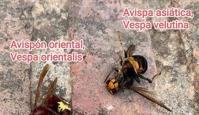 Ejemplar de avispa asiática