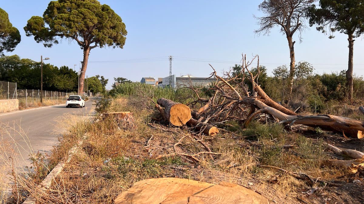 Sergio Pacheco, de Huermur, sobre los pinos centenarios de Churra