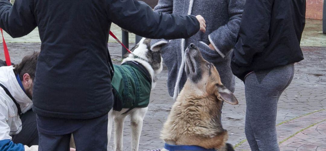 La nueva ordenanza fomenta la tenencia responsable de animales