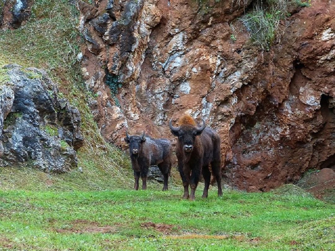 Bisontes en Cabárceno