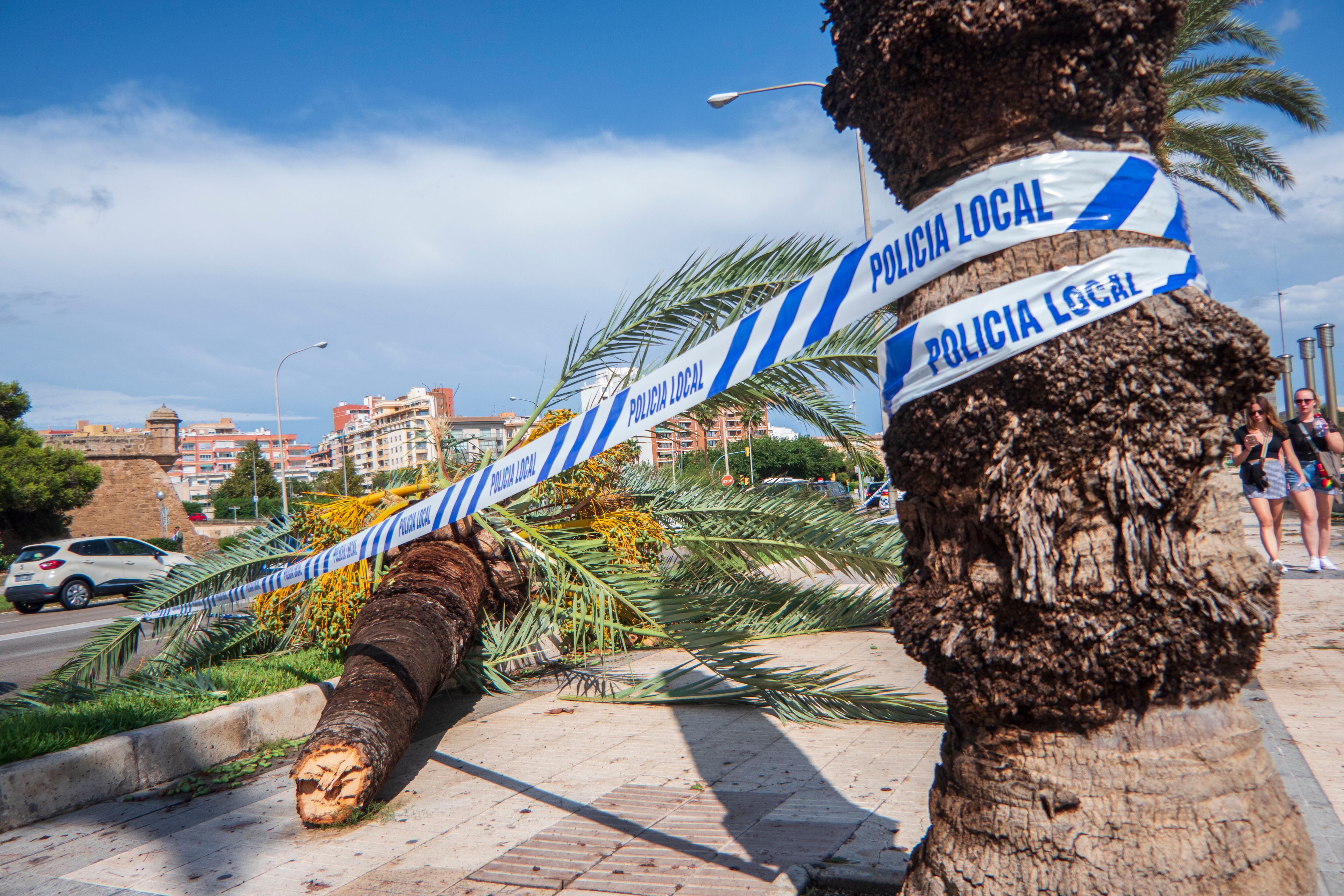 PALMA DE MALLORCA, 27/08/2023.- Vista de una palmera del Paseo Marítimo de Palma, caída por el fuerte viento registrado este domingo en Palma. EFE/CATI CLADERA
