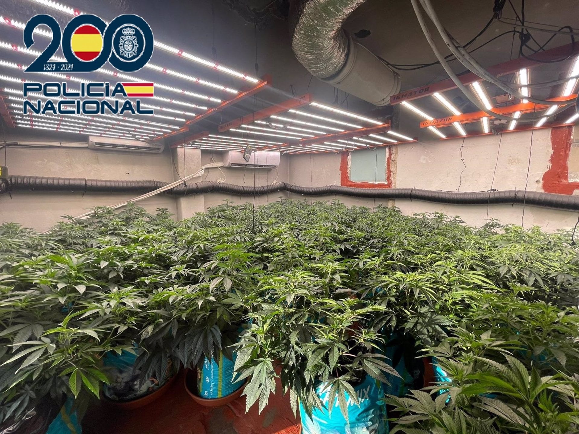 Detenidos con un cultivo de 70 plantas de marihuana en un piso de Jerez descubierto por el fuerte olor.