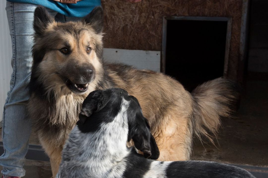 Perrera provincial Huesca.